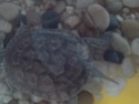 "Tache blanche" en bas de la carapace de ma tortue. Mue difficile ou mycose? P1704112