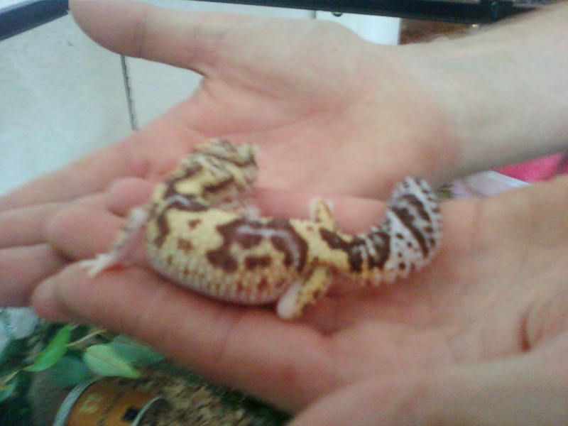 ma femelle gecko Photo-12