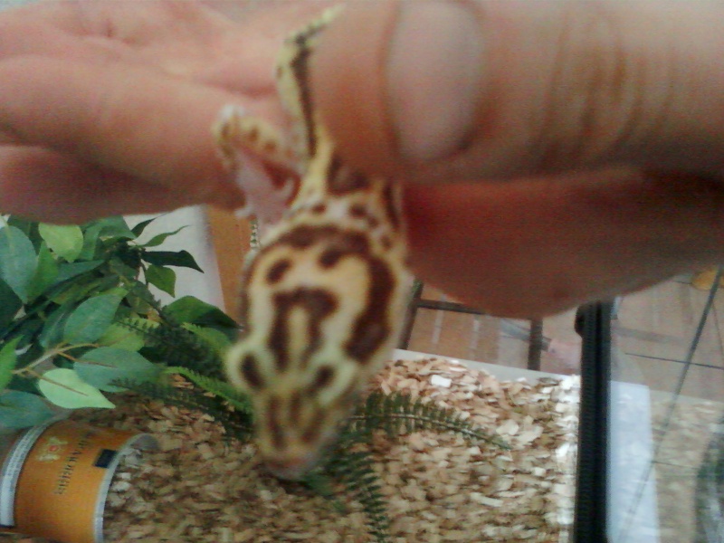 ma femelle gecko Photo-13