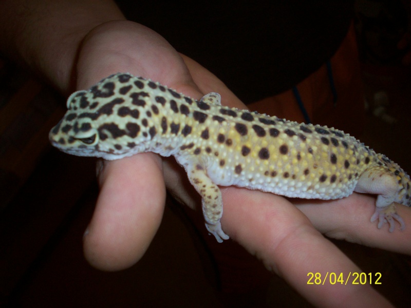 geckos léos Yellow10