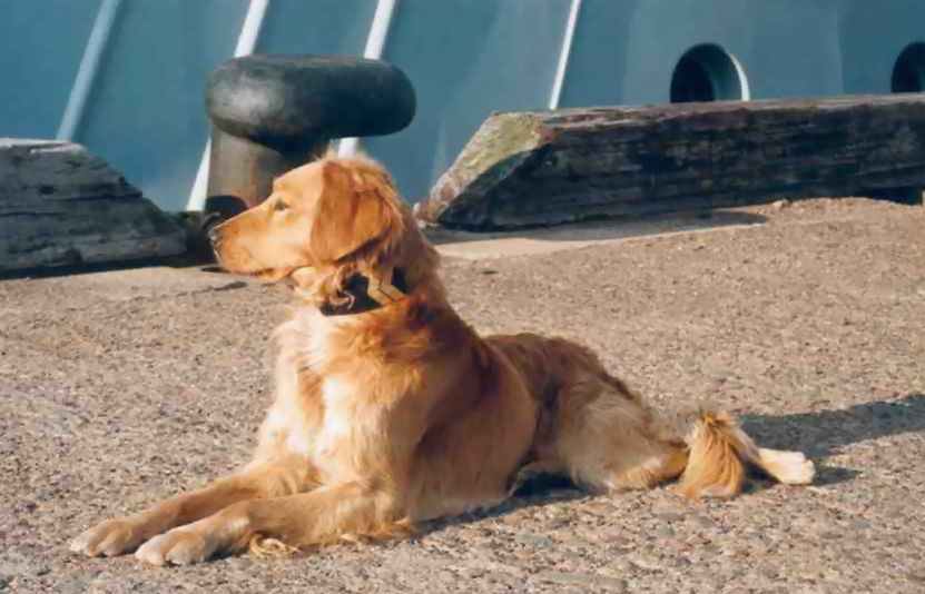 [LES TRADITIONS DANS LA MARINE] LES MASCOTTES DANS LES UNITÉS DE LA MARINE - Page 14 Chienf10