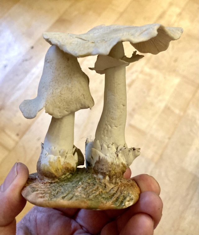 Porcelain fungi by Ted Pitman  B7f75610