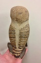 Mystery owl, signed and dated  65158d10