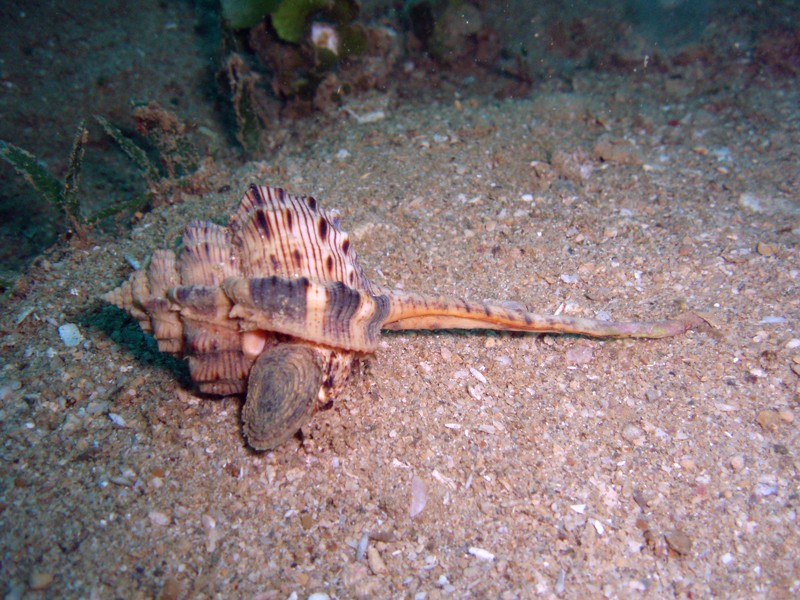 live - Haustellum haustellum (Linnaeus, 1758) Hauste10