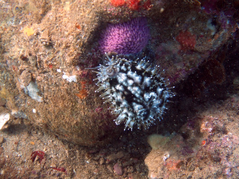 Cypraea tigris Linnaeus, 1758 - Live Tigris17