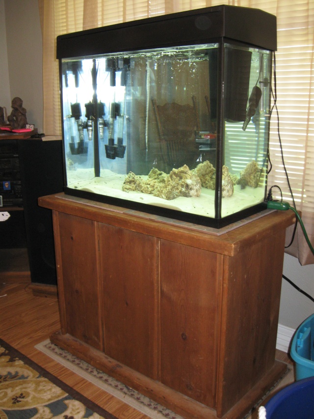 GALLON - Michelle's 37 Gallon Tank Build Michae10