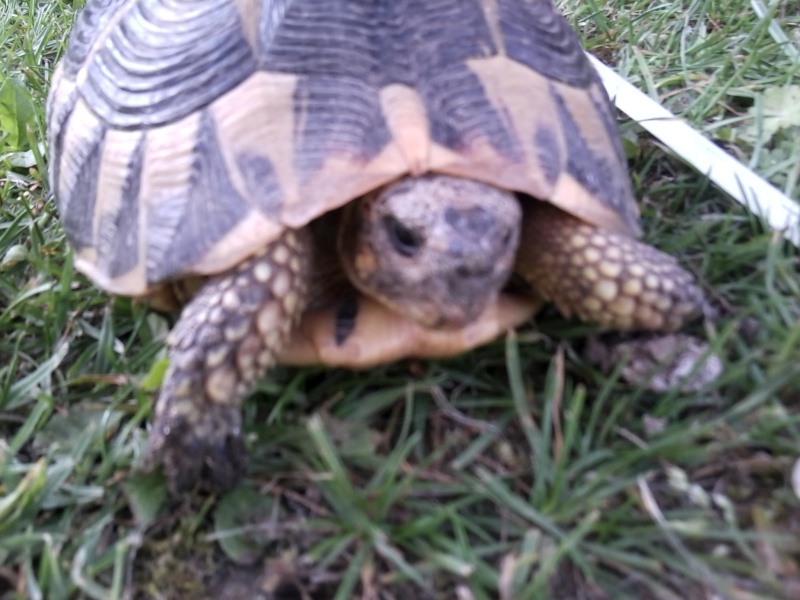 J'ai récupéré une tortue !!! Photo011