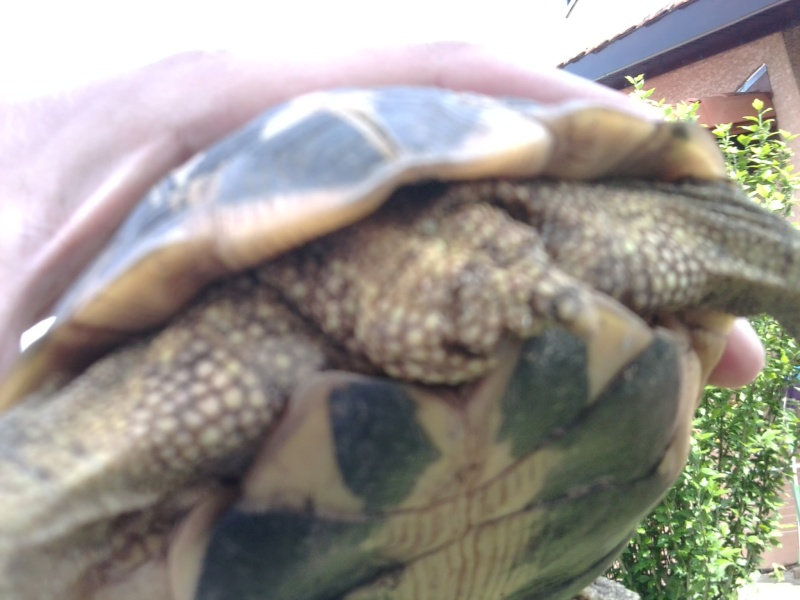 J'ai récupéré une tortue !!! Photo012