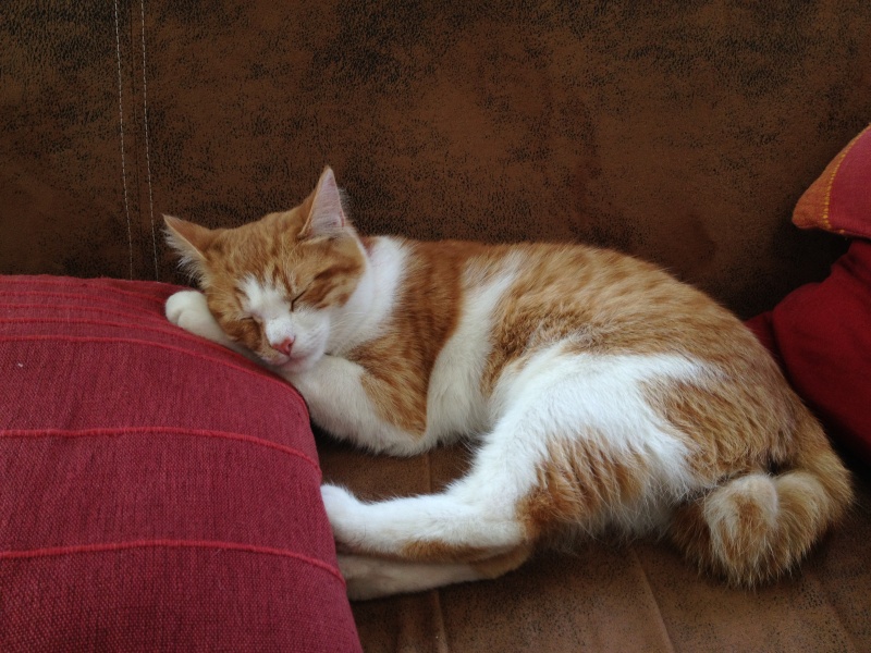 Gazou, chaton mâle roux et blanc , né vers le 20/11/2011 Img_0213