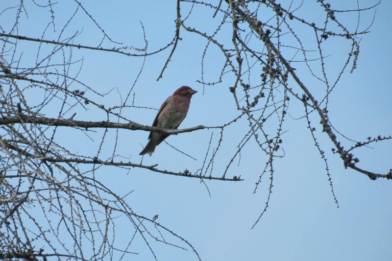 oiseaux mystères Img_1512