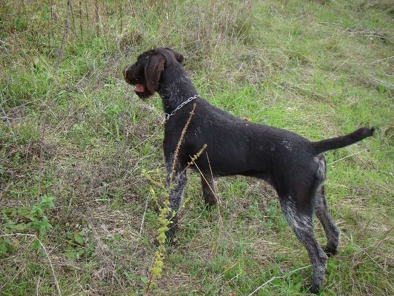 Présentation  Chiens10