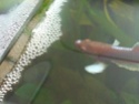[ PHOTOS ] Les nids de bulles de nos poissons Dscf5419