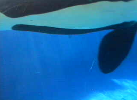 [Webcam] Orques - Seaworld San Diego - Page 3 2011-014