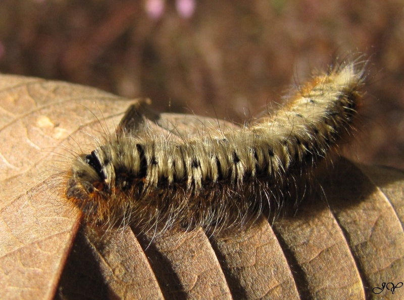 Bombyx du chêne Bombix10