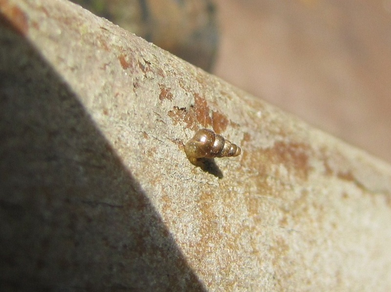 [Divers] Escargots aussi. Quimper ? Escarg10