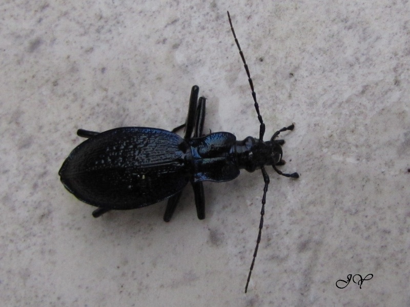 carabus -  Carabus Intricatus Img_0810