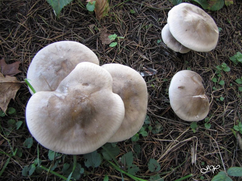 Champignons à identifier . Img_2810