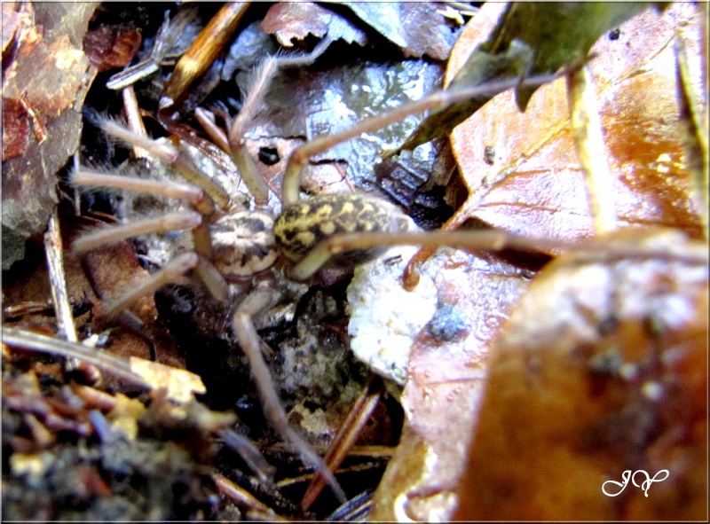 Araignées Tegena10