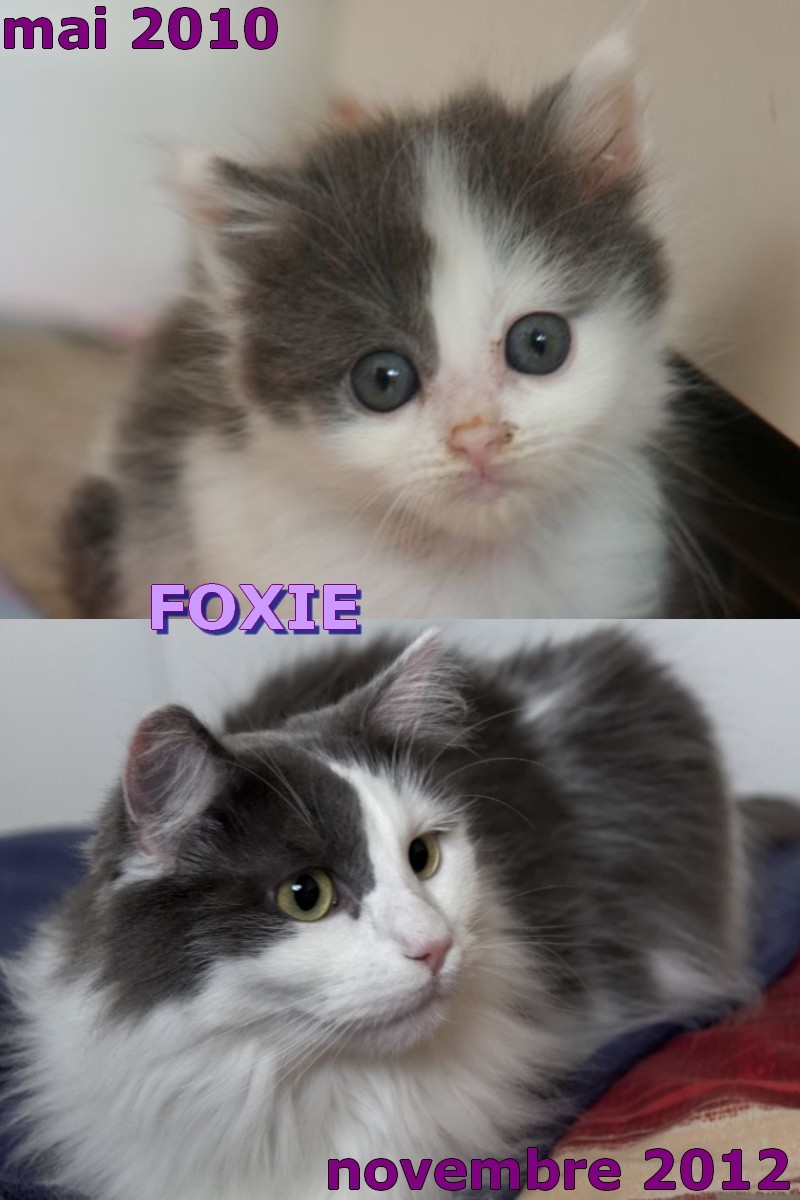 FOXIE Foxie110
