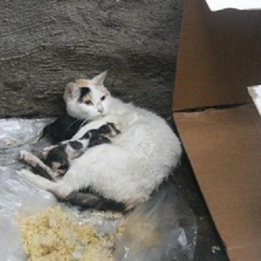 Un jeune homme sauve une famille de chats de l'ouragan Sandy Chats-11