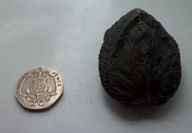 unusual brachiopod/bivalve found at Runswick Bay 21.10.12 can anyone identify? 100_1710