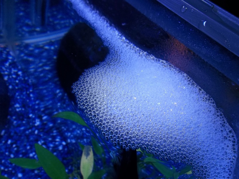 [ PHOTOS ] Les nids de bulles de nos poissons 1_310