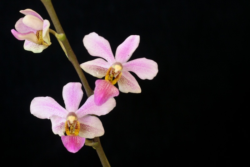 Phalaenopsis Bonita Phalae12