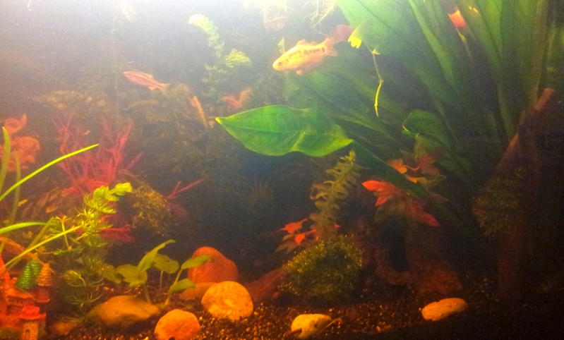 mon nouvel aquarium 100l... 20121112