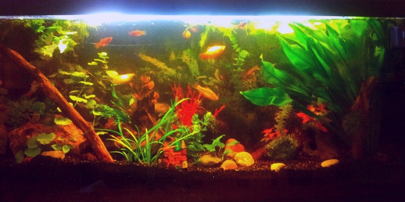 mon nouvel aquarium 100l... Aquajm10