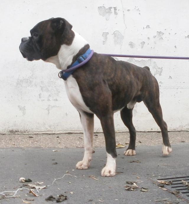 ENZO (ex-ELVIS) 3 ANS EN REGION PARISIENNE  Elvis10