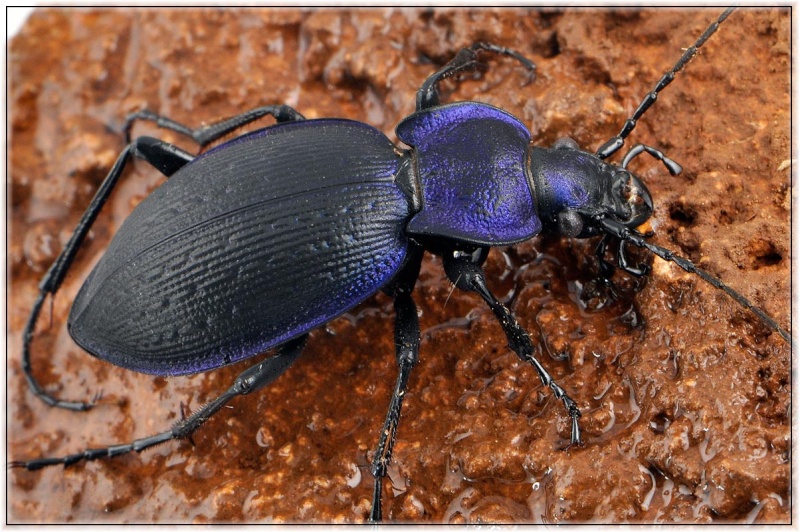 Carabus problematicus ? Carabu18