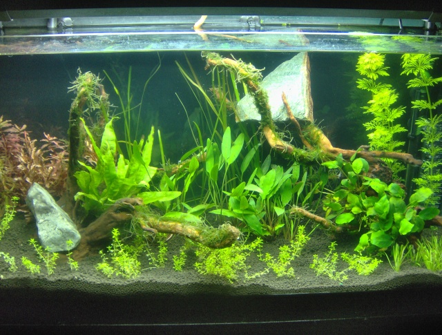 projet aquascape - Page 4 Photo_14