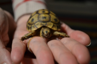 Trouvé hier BB tortue de terre de qu'elle espèce merci Dsc_0414