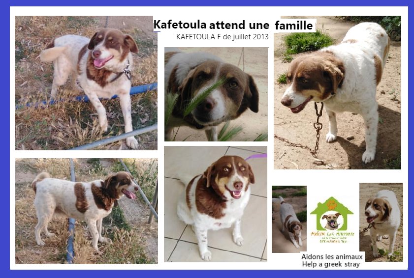 KAFETOULA  - 10 ans  (6 ans de refuge) - Asso Aidons les Animaux à Pyrgos (Grèce)   15312911