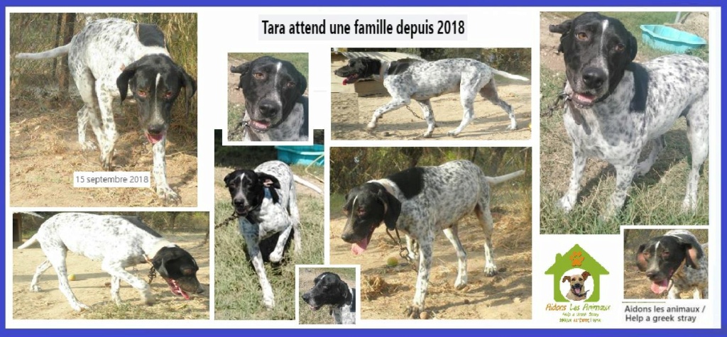TARA -    ..... x braque 7 ans  (2 ans de refuge) -  Aidons les animaux  Pyrgos (Grèce) A18