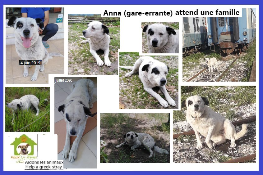 ANNA  - 7 ans -   Errante à la gare - Asso Aidons les Animaux à Pyrgos (Grèce) A19