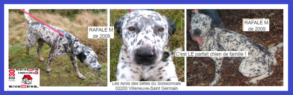 RAFALE - x dalmatien 12 ans (11 ans de refuge) Les Ams des Betes du Soissonnais à  Villeneuve Saint Germain (02) Captur28