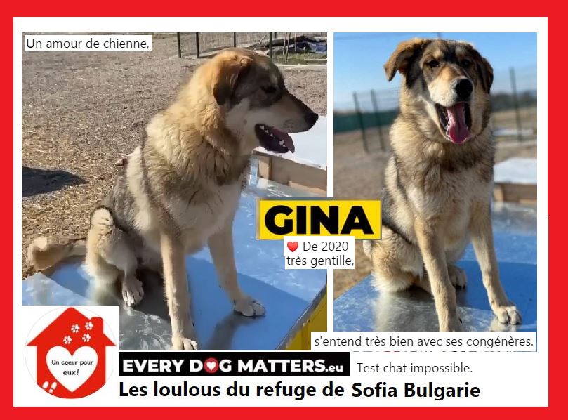 GINA -  1 an - Asso un coeur pour eux - Les Loulous de l'Est - Sofia (Bulgarie) Gina10