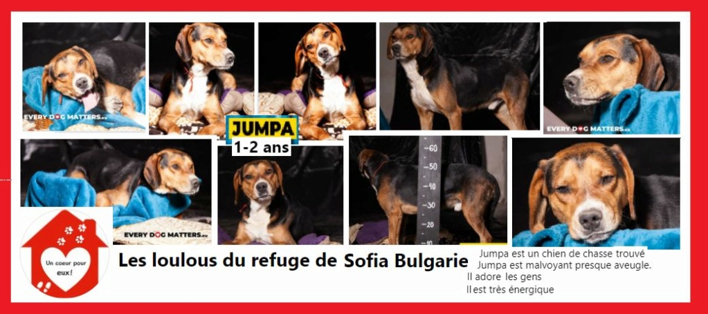 JUMPA - chien de chasse 2 ans - Asso Coeur pour eux - Les Loulous de l'est - Sofia (Bulgarie) Jumpa10