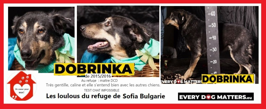 TERRI a été adopté)  et DOBRINKA - x berger 8 ans - asso Un coeur pour eux - les loulous de l'Est - Sofia (Bulgarie) Terry_10