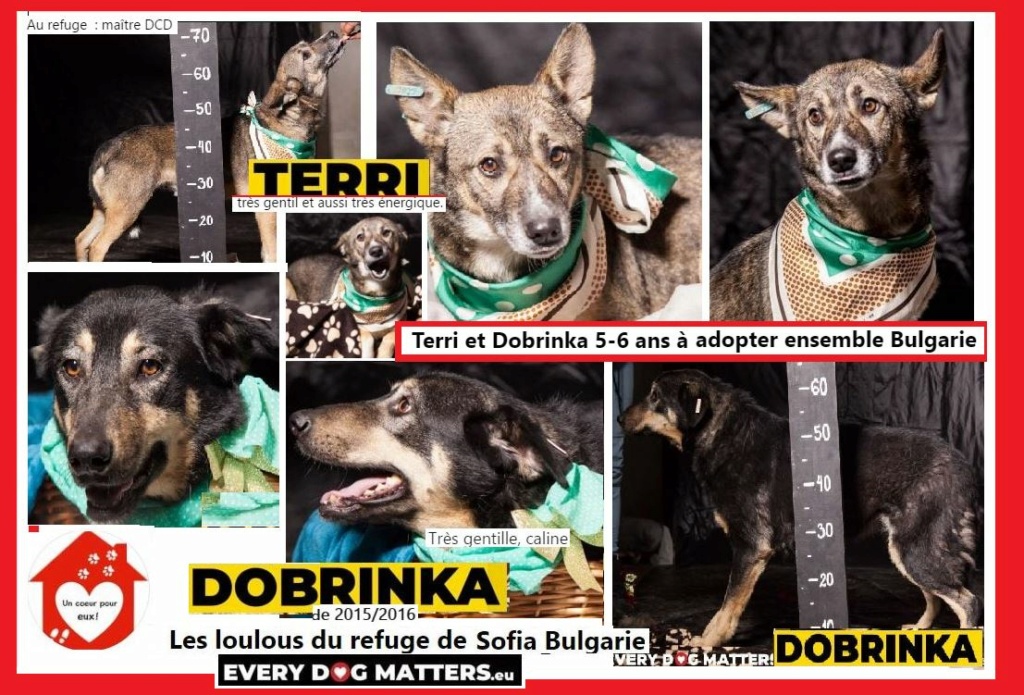TERRI a été adopté)  et DOBRINKA - x berger 8 ans - asso Un coeur pour eux - les loulous de l'Est - Sofia (Bulgarie) Terry_11