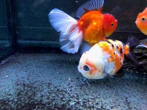 Vends poissons japonais (ranchus et orandas) 2110