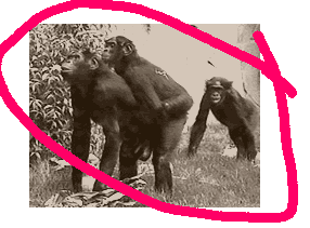 L’ESFP et l’amour Bonobo10