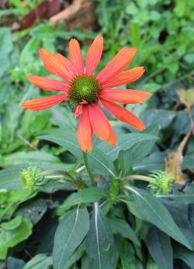 Echinacea purpurea !!! Img_0010