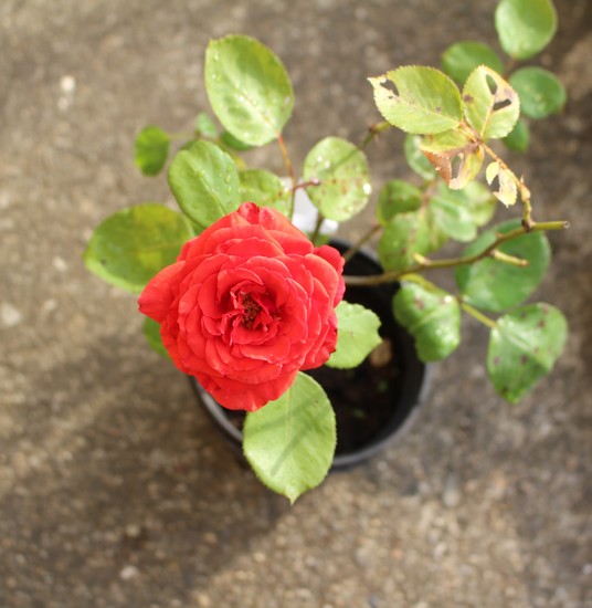 Roses de baccara Rouge  Img_9014