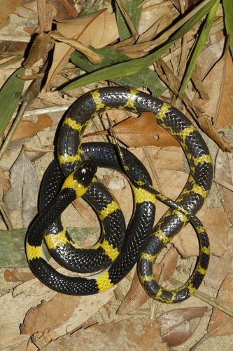 Identification d'un serpent. 687ca410