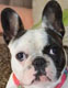 HALEY - femelle bouledogue français de 6 ans