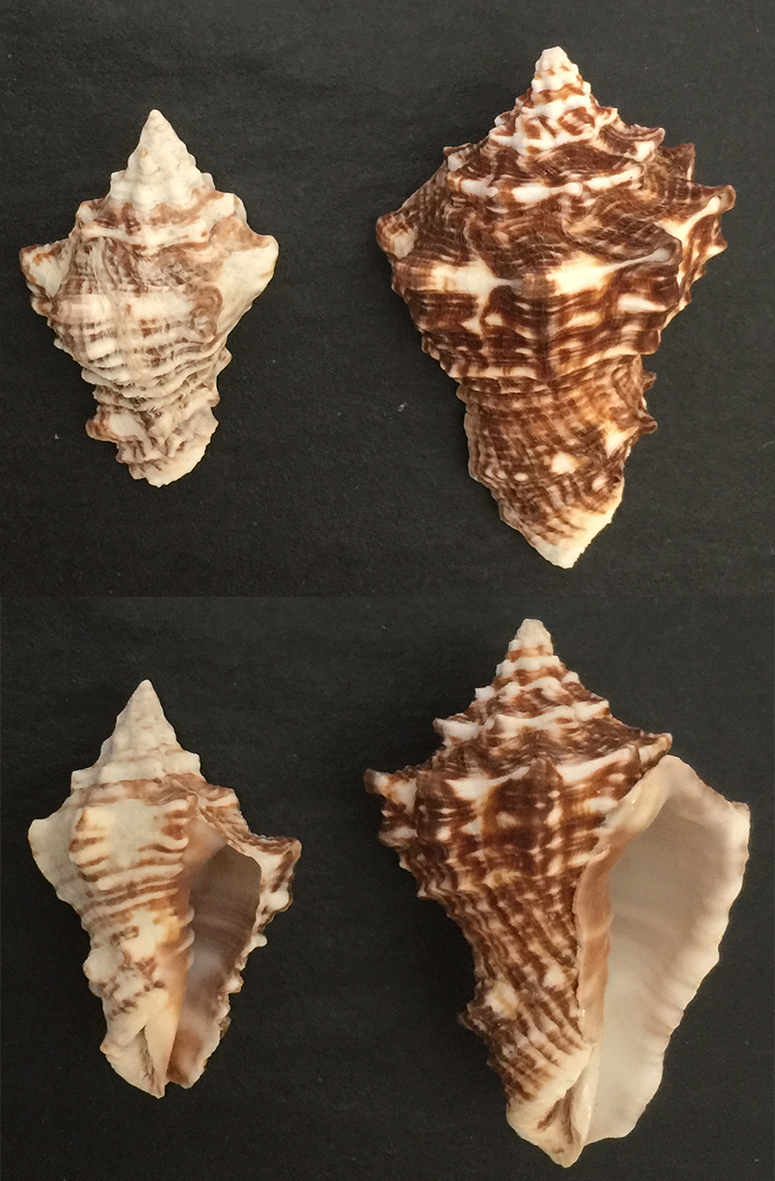 Vasum_rhinoceros 01-0210