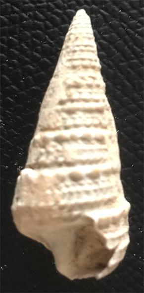 Tympanotonus conulus   (Potamididae fossile) C110