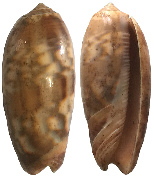 Miniaceoliva miniacea f. sylvia - (Duclos, 1845) Olive_15